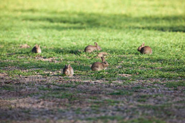 Rabbits grazing on newly planted crops